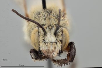 Media type: image;   Entomology 592376 Aspect: head frontal view
